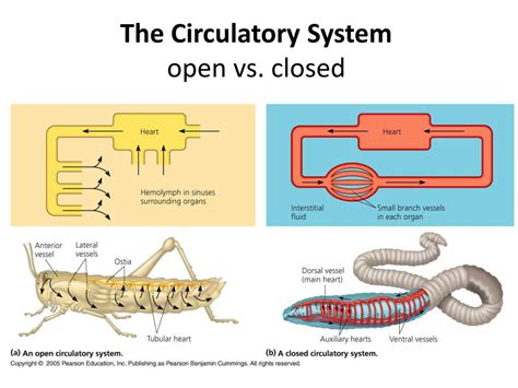Open vs. Closed Circulatory System of Amphibians.